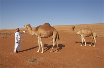 Bedouin in traditional clothing with camels in the sandy desert