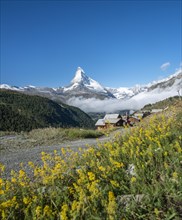 Yellow flowers in bloom in front of snow-covered Matterhorn