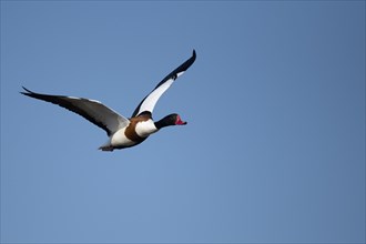 Brandgans (Tadorna tadorna)