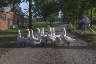 Young woman leads geese (Anserinae) over a dirt road