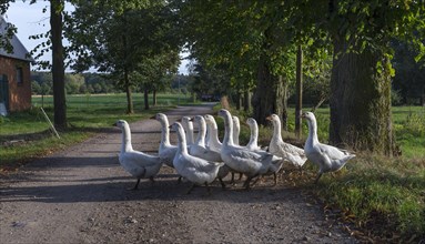 Geese (Anserinae) run on a field path
