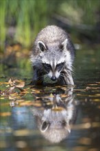 Raccoon (Procyon lotor) wads through water