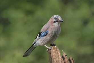 Eurasian jay (Garrulus glandarius) sits on wooden trunk