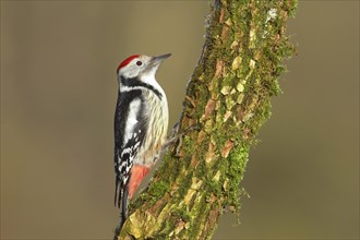 Middle spotted woodpecker (Dendrocopus medius)