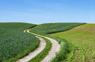 Curvy dirt road through agricultural landscape