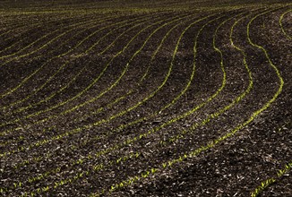 Germinating maize plants in rows