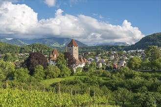 Vineyards with Castle Spiez