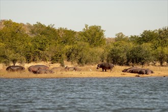 Hippos (Hippopotamus amphibius) on shore