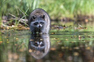 Raccoon (Procyon lotor) wads through water