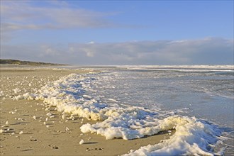 Foam of algae at the water edge of the North Sea
