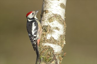 Middle spotted woodpecker (Dendrocopus medius)
