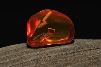 Polished amber with enclosed insect