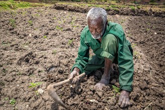 Elderly Ethiopian farmer uses a wooden hoe to tend to his fields