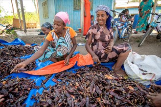 Ethiopian Woman sit together and sort through dried red chili peppers at outdoor market