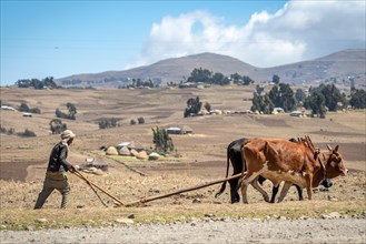 Ethiopian farmer uses a cattle drawn plough to tend to his fields