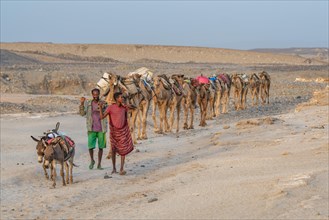 Two men lead a caravan of of dromedaries (Camelus dromedarius) in the Danakil Depression