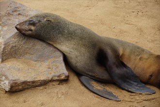Cape fur seal (Arctocephalus pusillus) sleeps on rock
