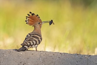 Hoopoe (Upupa epops) searching for food with field crickets as prey