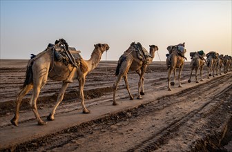 Caravan of dromedaries (Camelus dromedarius) in the Danakil Depression