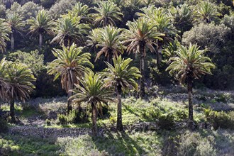 Canary Island date palms (Phoenix canariensis) after forest fire