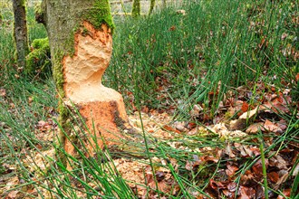 Beaver damage on a tree