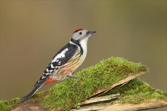 Middle spotted woodpecker (Dendrocopus medius) sitting on a mossy tree trunk