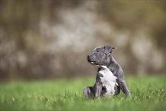 Staffordshire Terrier Puppy sitting in meadow