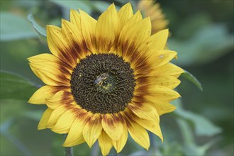 Sweat Bee (Halictus scabiosae) on Sunflower (Helianthus annuus)