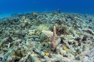 Purple Stove-pipe Sponge (Aplysina archeri) in the coral reef off Playa Grandi