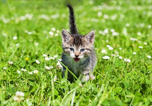 Kitten runs in flower meadow