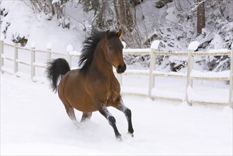 Young Arabian stallion gallops through the snow