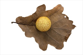 Oak gall apple on leaf of a common oak