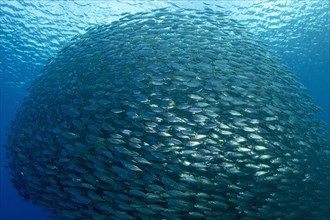 Shoal of fish mackerel scad (Decapterus macarellus)