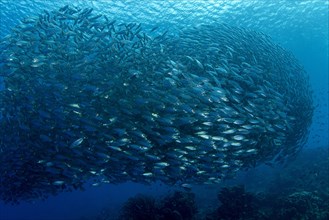 Shoal of fish mackerel scad (Decapterus macarellus)