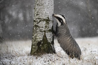 European badger (Meles meles) sniffs at tree in winter