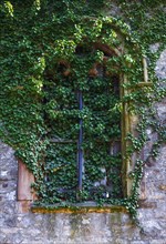 Old window overgrown with ivy