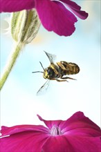 European wool carder bee (Anthidium manicatum)
