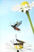 Malachite beetle (Malachius bipustulatus) in flight on Common daisy (Bellis perennis)