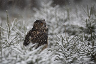 Eurasian eagle-owl (Bubo bubo) sitting in snowy conifers during snowfall