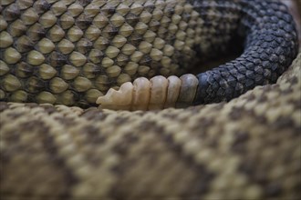 Tail rattle of the poisonous Mexican west coast rattlesnake (Crotalus basiliscus)