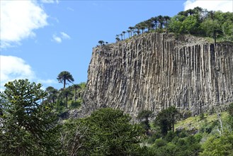 Araucarians (Araucariaceae) on basalt rock face
