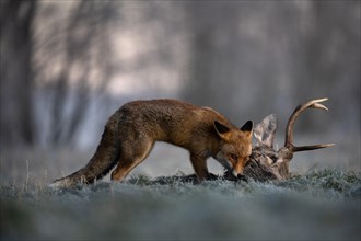 Red fox (Vulpes vulpes) eats on dead deer in winter