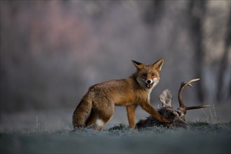 Red fox (Vulpes vulpes) eats on dead deer in winter