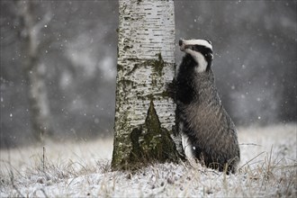 European badger (Meles meles) leaning against tree in winter