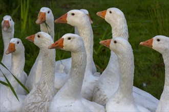 Domestic geese (Anser anser domestica)