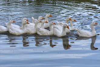 Domestic geese (Anserinae) bathing in the pond