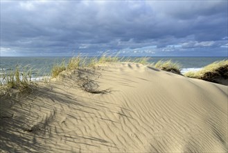 High overgrown dunes with sand drifts between Wenningstedt and Kampen