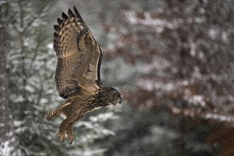 Eurasian eagle-owl (Bubo bubo) in flight in snowfall