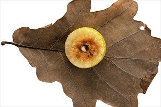 Oak gall apple with larva on leaf of a common oak