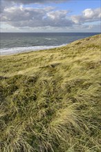 Marram Grass on the North Sea between Wenningstedt and Kampen